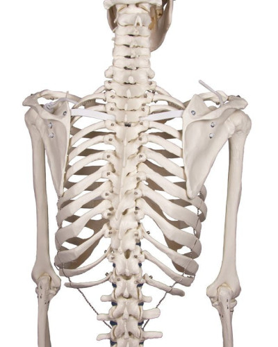 Squelette classique Stan, sur support à 5 roulettes