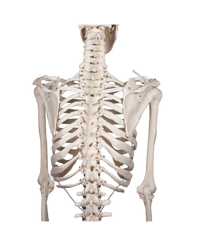 Squelette classique Stan, sur support à 5 roulettes