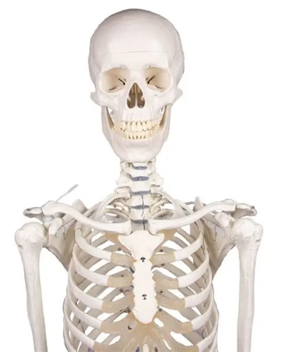 Squelette classique Stan, sur support à 5 roulettes