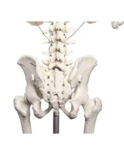 Squelette classique Stan, sur support à 5 roulettes