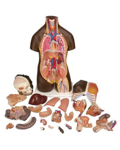 Torse africain, bisexué, en 24 parties