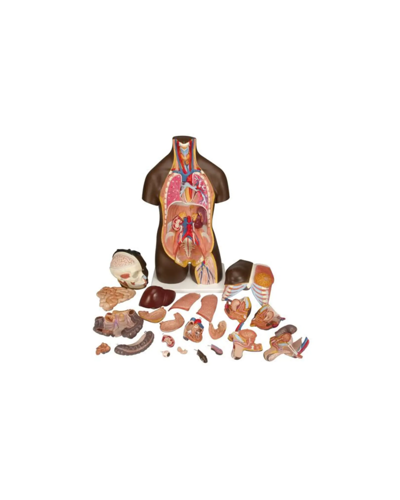 Torse africain, bisexué, en 24 parties