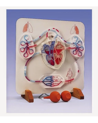 Kit électrique de fonctionnement et de circulation du sang dans le coeur