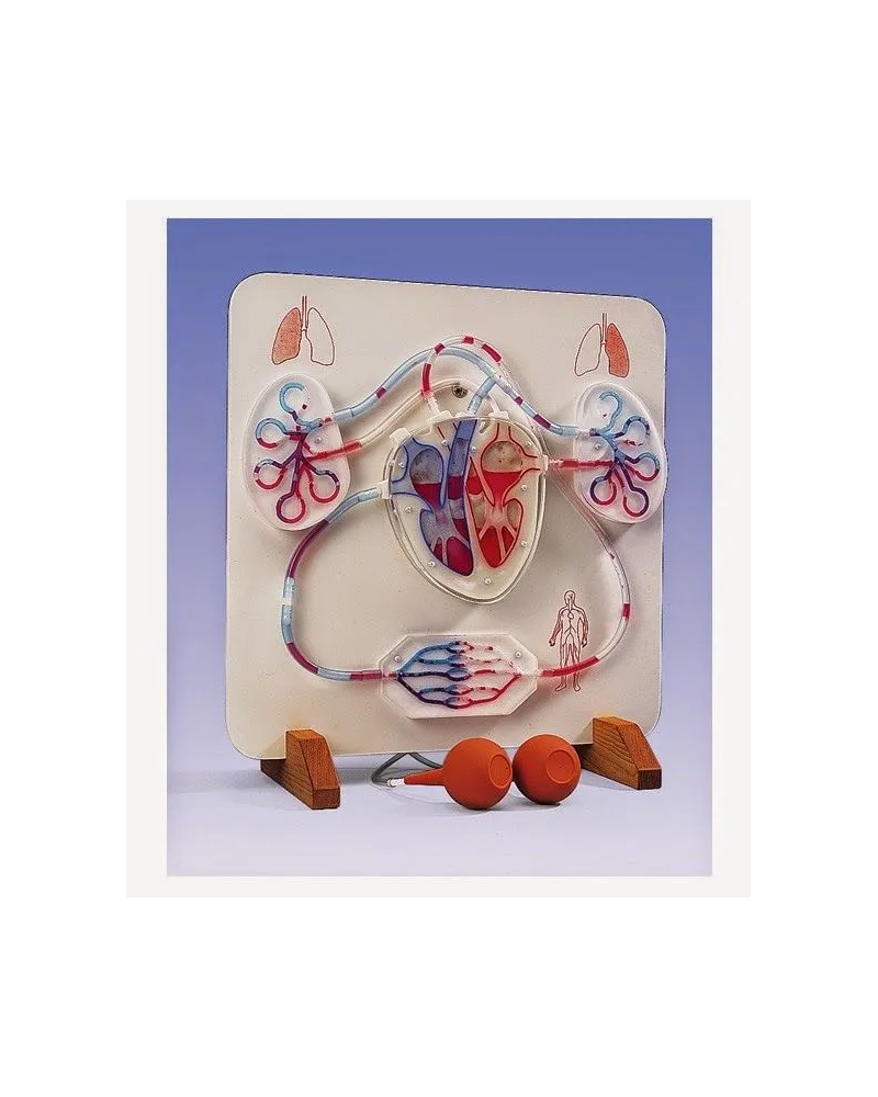 Kit électrique de fonctionnement et de circulation du sang dans le coeur