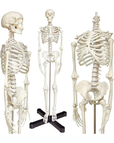 Squelette, Modèle anatomique