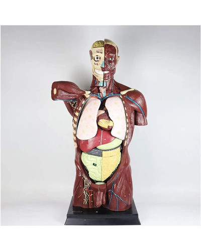 Torse-modèle-anatomique