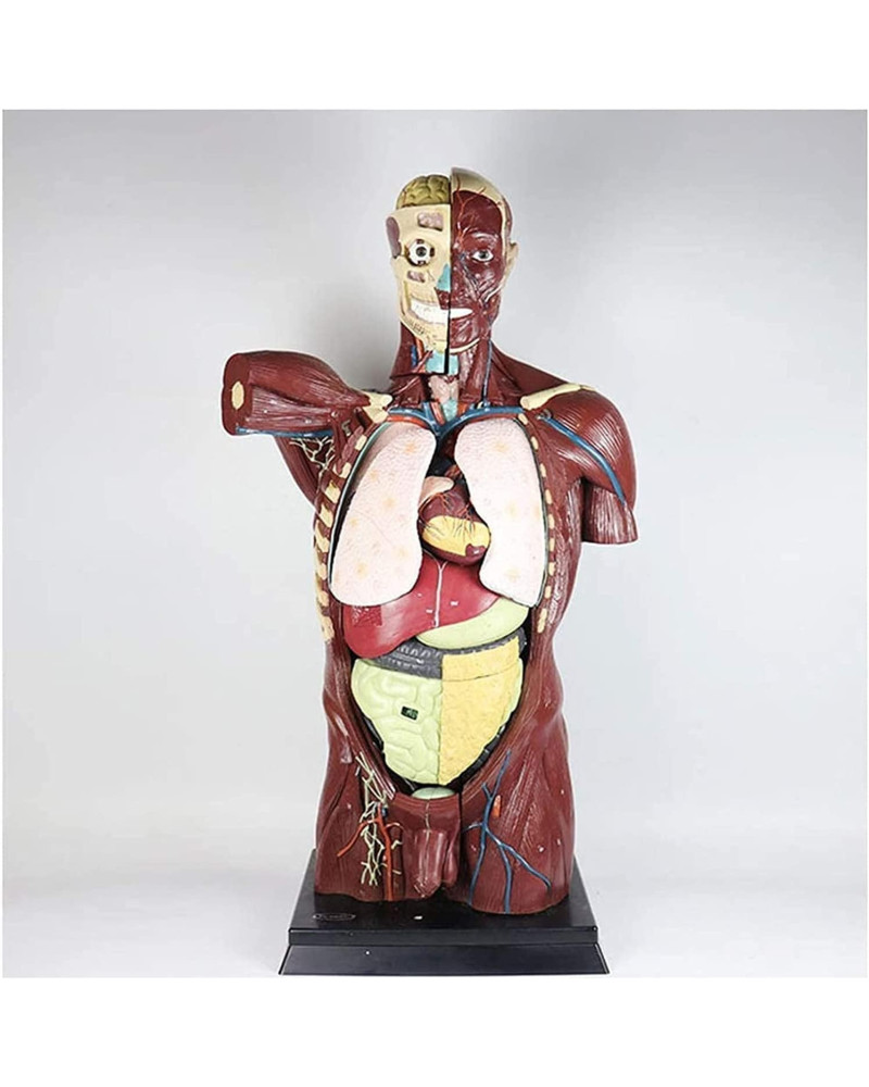 Torse-modèle-anatomique