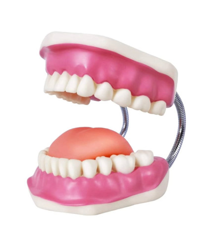 Modèle dentaire éducatif avec brosse à dents géante – SOCIMED