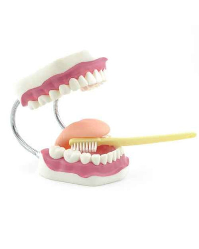Modèle dentaire éducatif avec brosse à dents géante – SOCIMED
