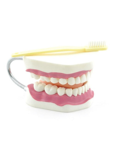 Modèle dentaire éducatif avec brosse à dents géante – SOCIMED