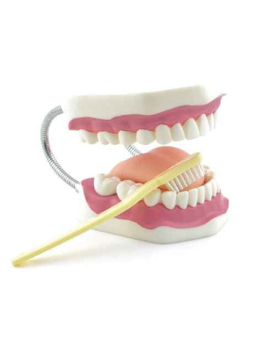 Modèle dentaire éducatif avec brosse à dents géante – SOCIMED