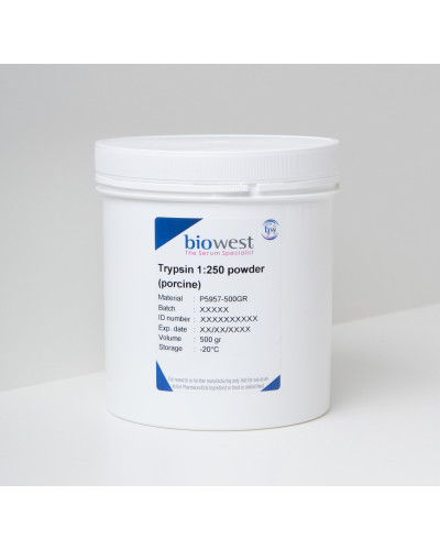 Trypsine de pancréas de porc - 100G