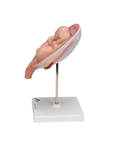 Modèle de fœtus jumeaux, 5e mois en position normale - 3B Smart Anatomy