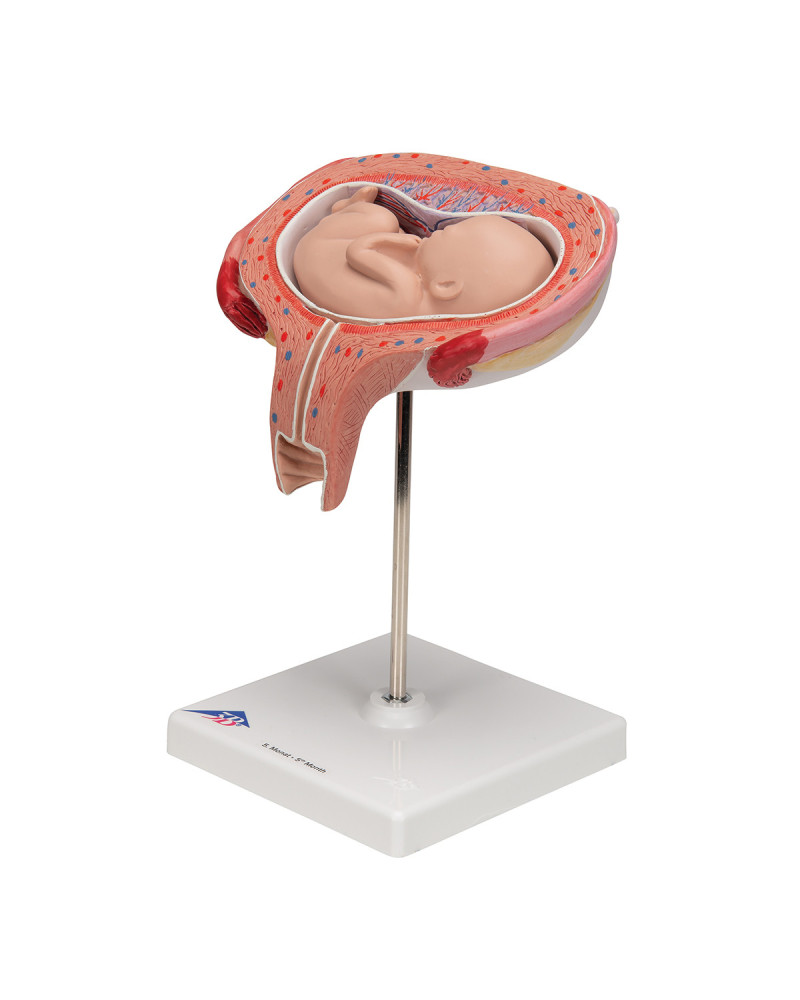 Modèle de fœtus jumeaux, 5e mois en position normale - 3B Smart Anatomy