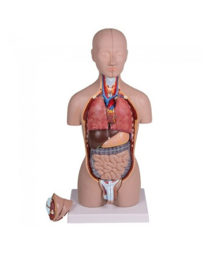 Torse Miniature, 16 pièce, hermaphrodite