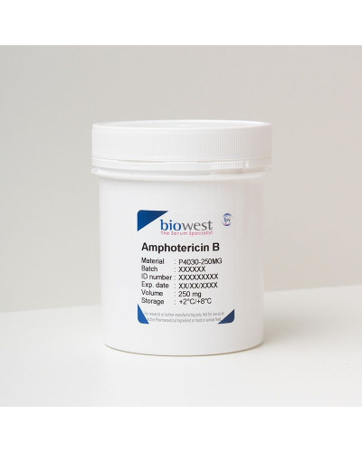 Amphotericin B, disques pour antibiogrammes